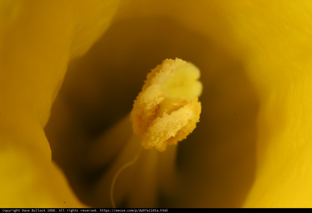 Inside the Vibrant Marigold Flower