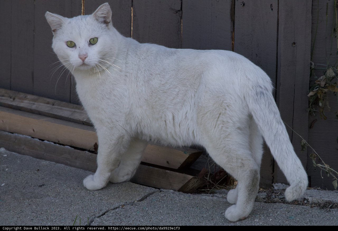 Serene Serenade: The Furry Feline Explorer