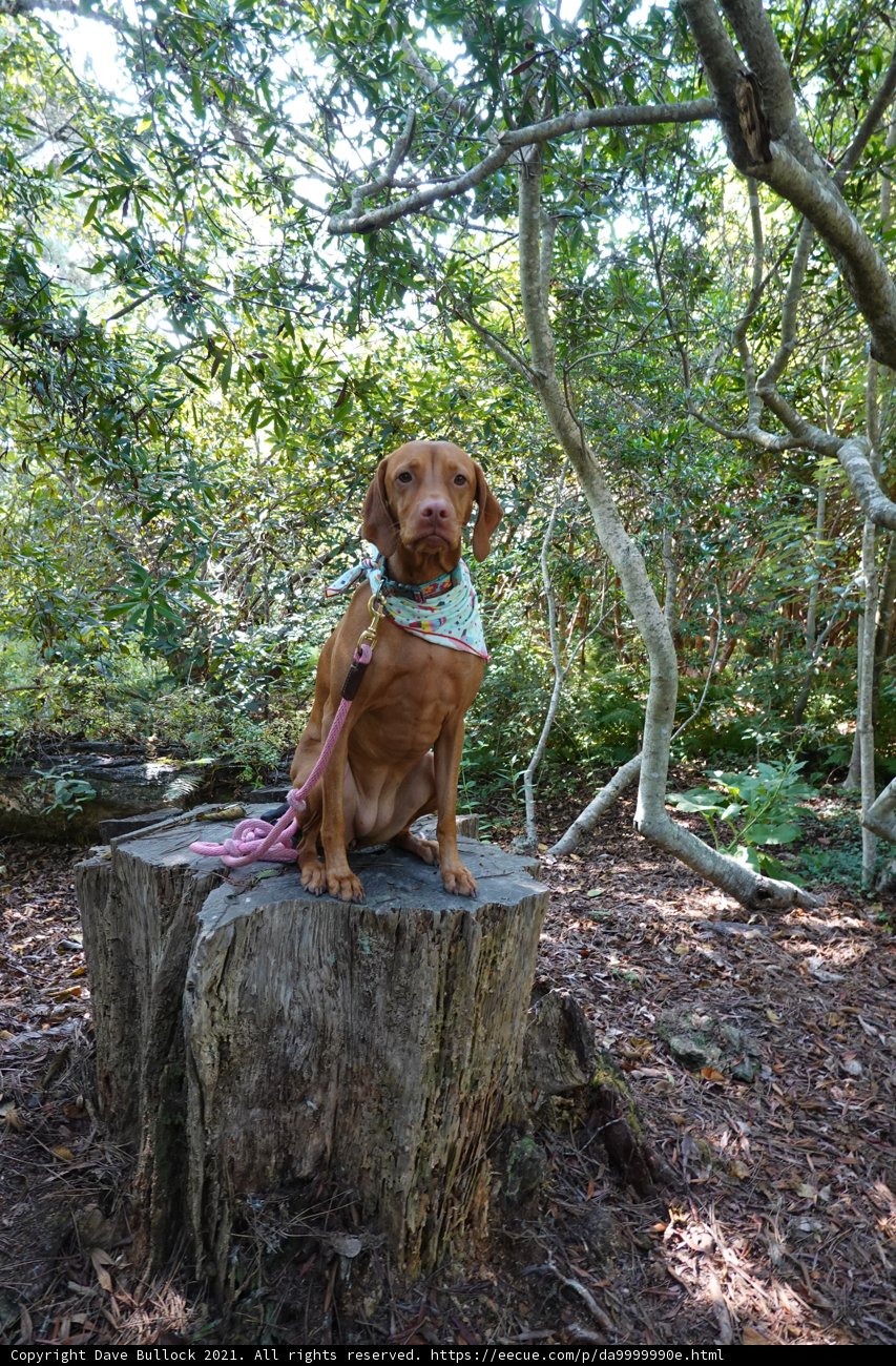 Canine Contemplation