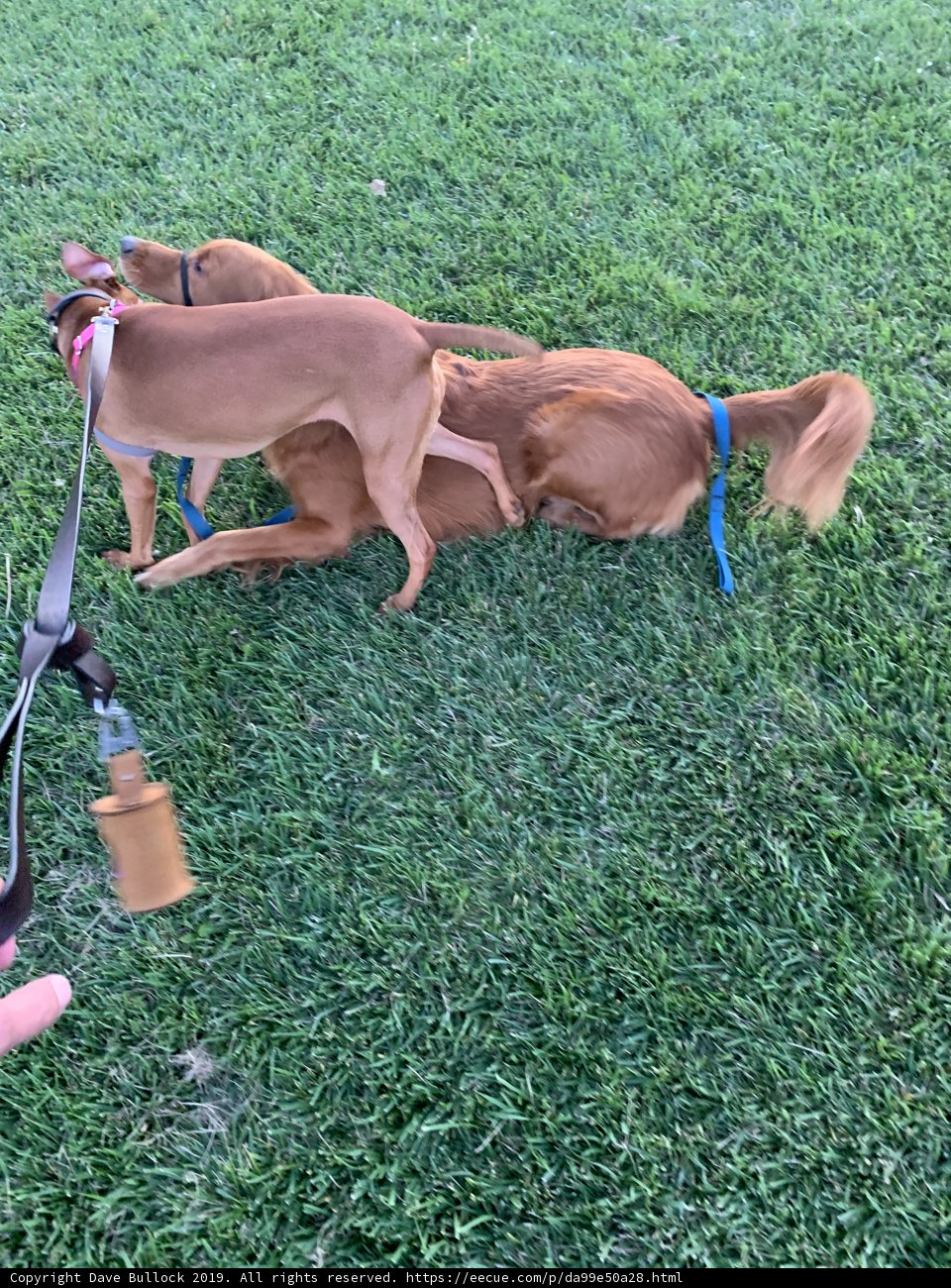 Playtime in the Grass