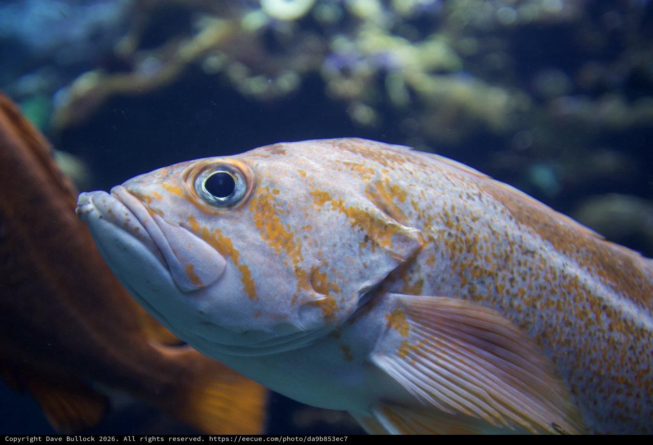 Golden Striped Fish in Aquarium Close-Up Portrait