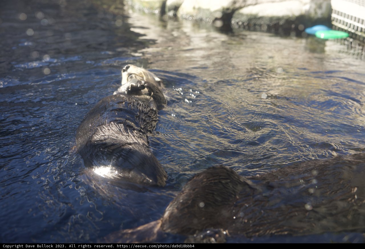 Monterey Bay Magic: The Playful Sea Otter