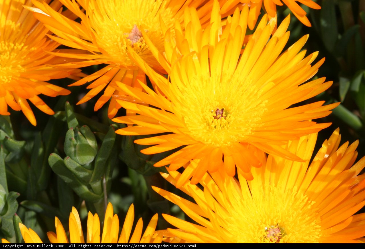 Vibrant Treasure Flowers