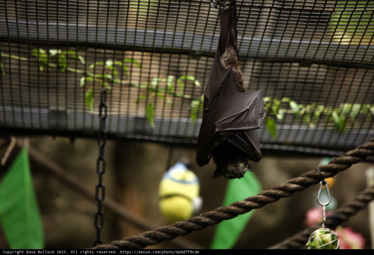 The Bat Swing, Oakland Zoo