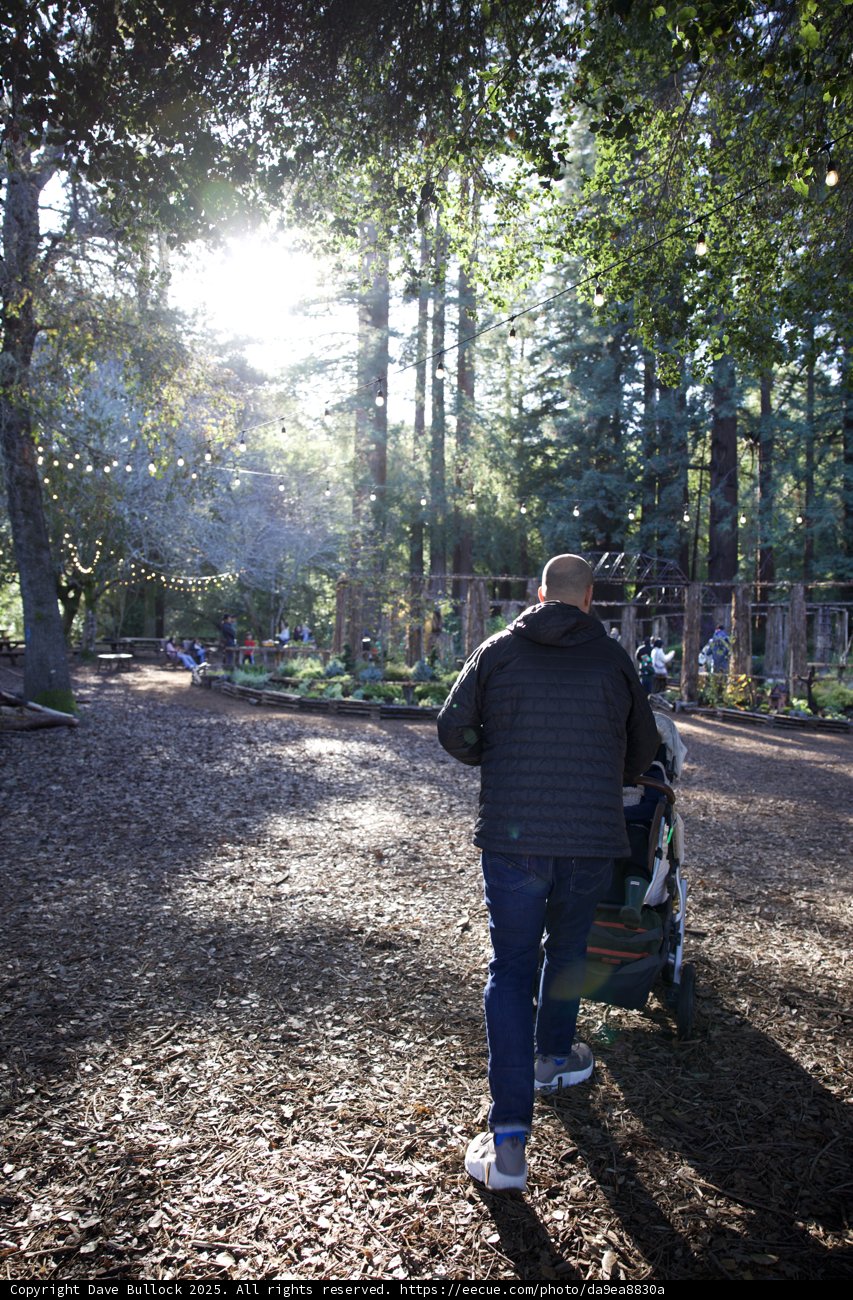 Stroll Through Sunlit Serenity