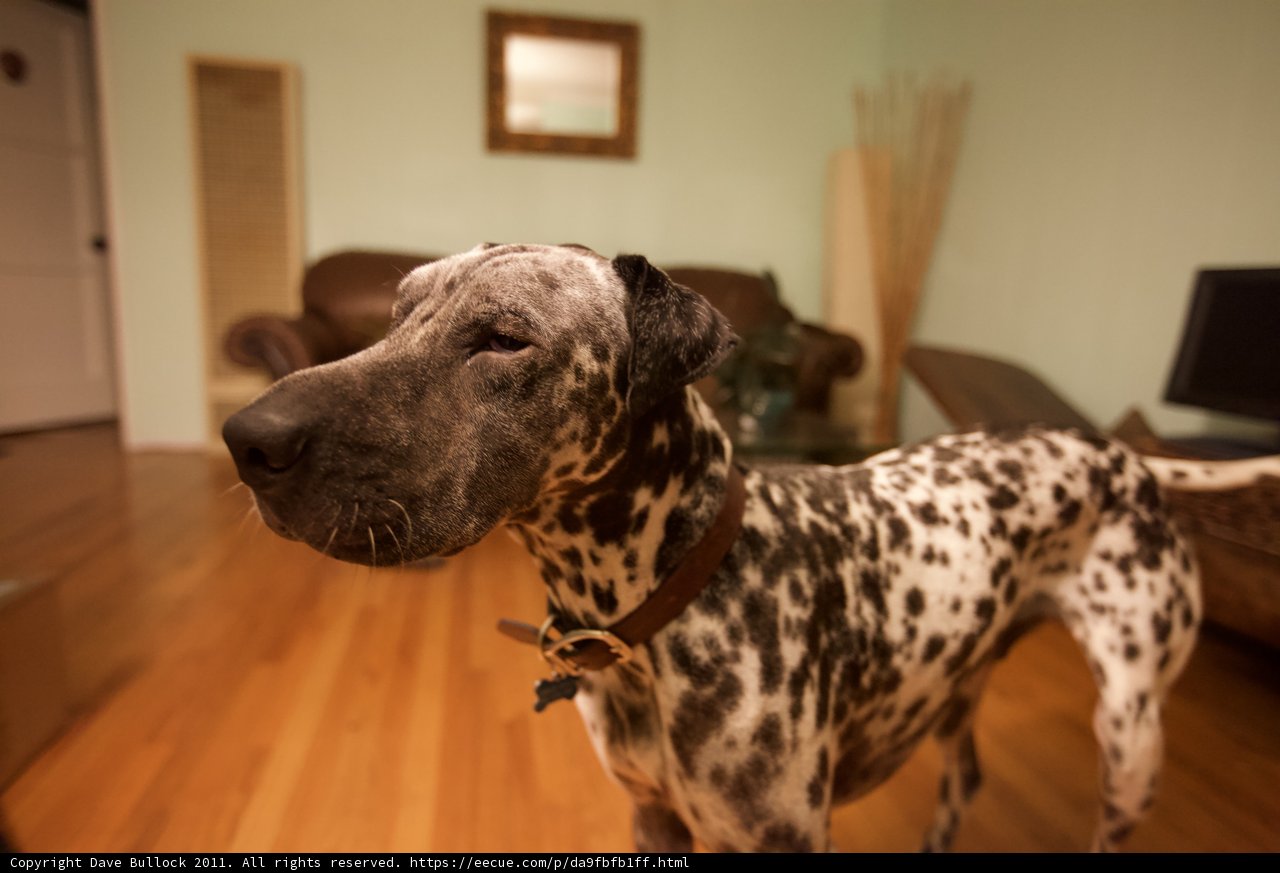 Dalmatian lounging on hardwood floor