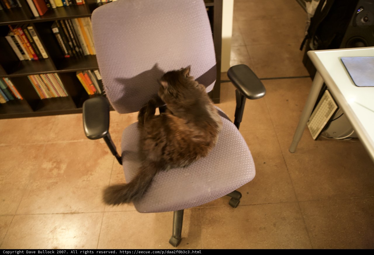 Bookish Feline