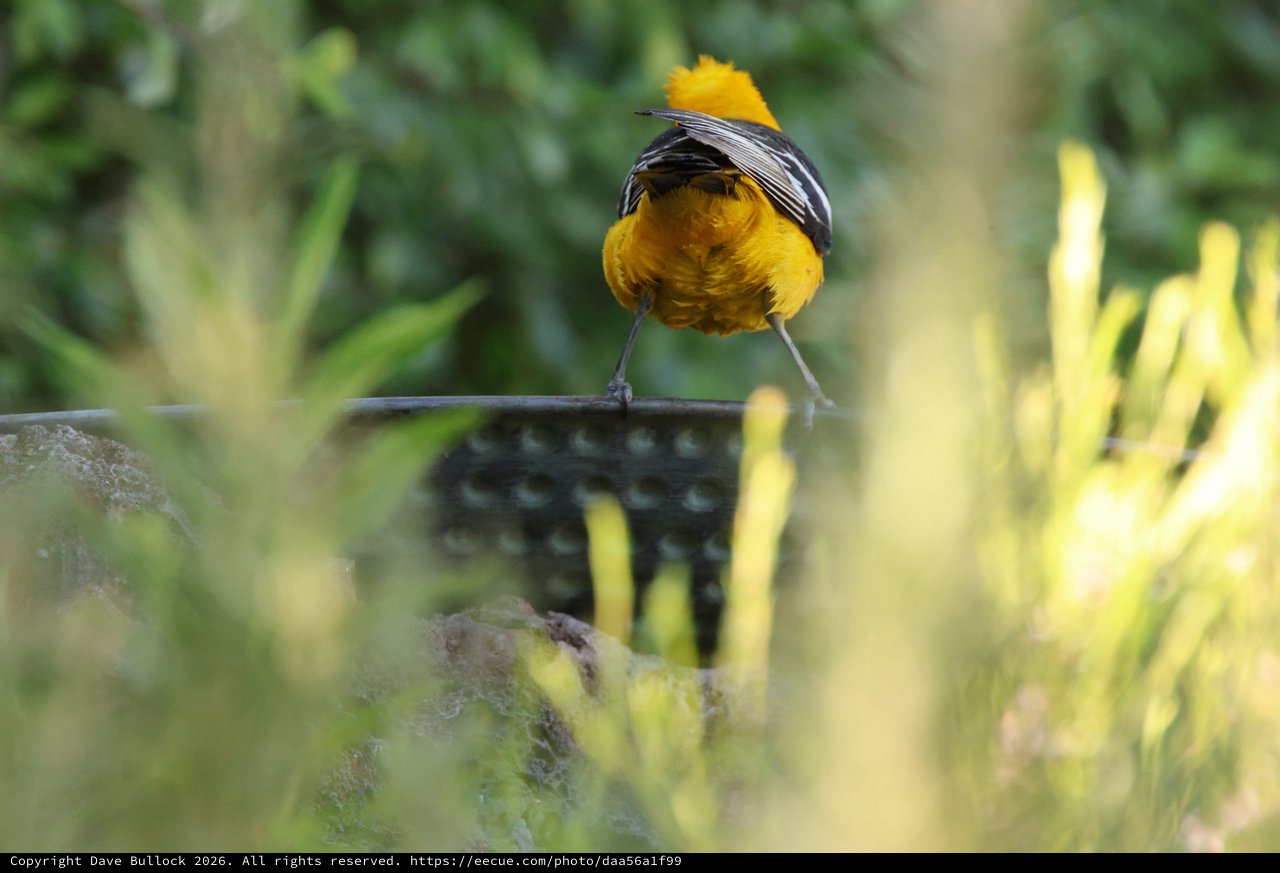 Vibrant Hooded Oriole Perched at Garden Birdbath