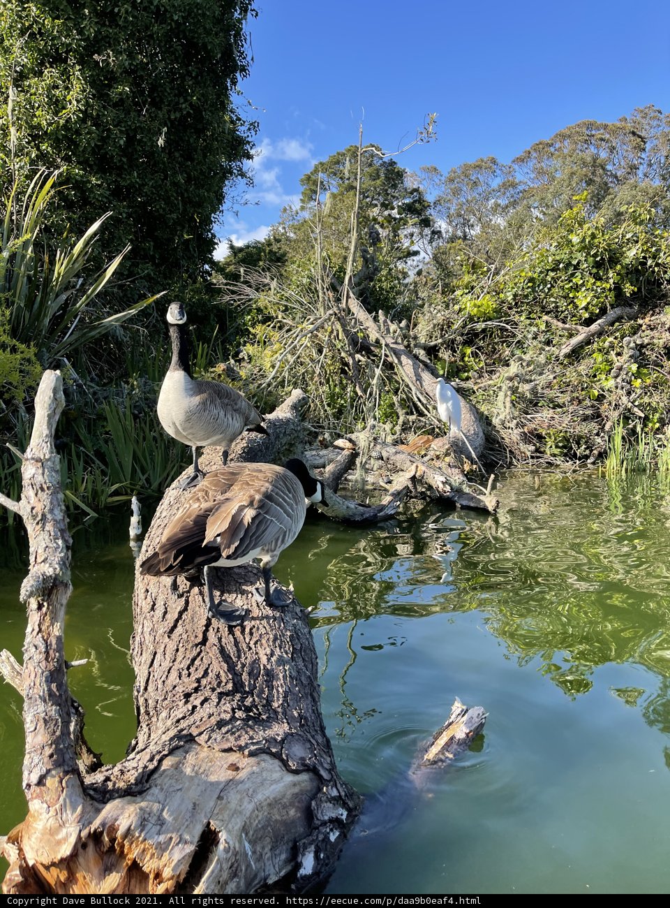 Log-Sitting Avian Friends