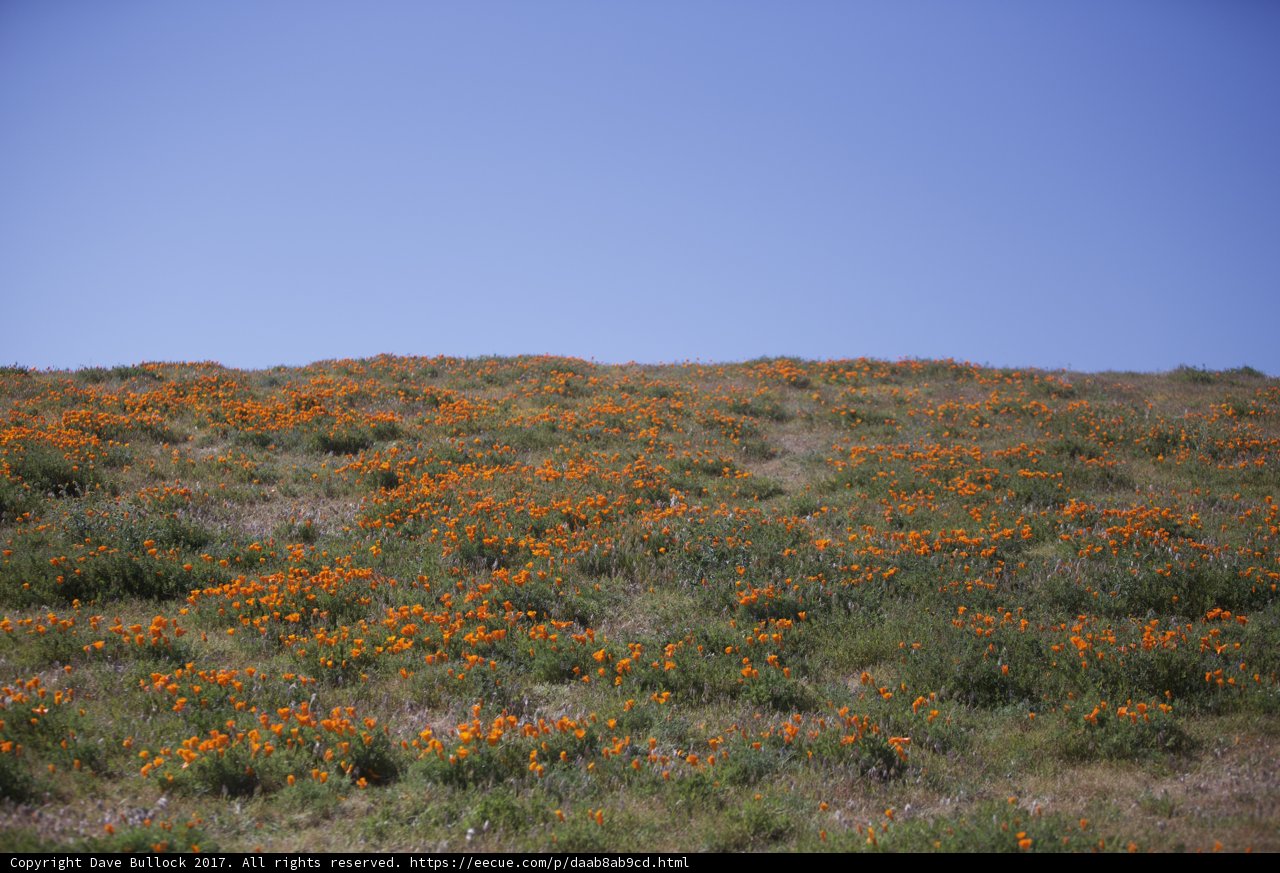 Orange Blossoms in the Springtime