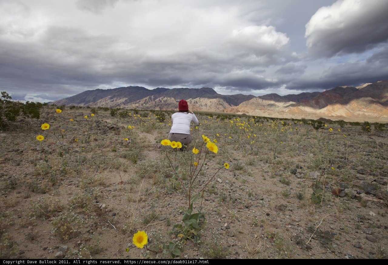A Stroll Through a Field of Sunshine