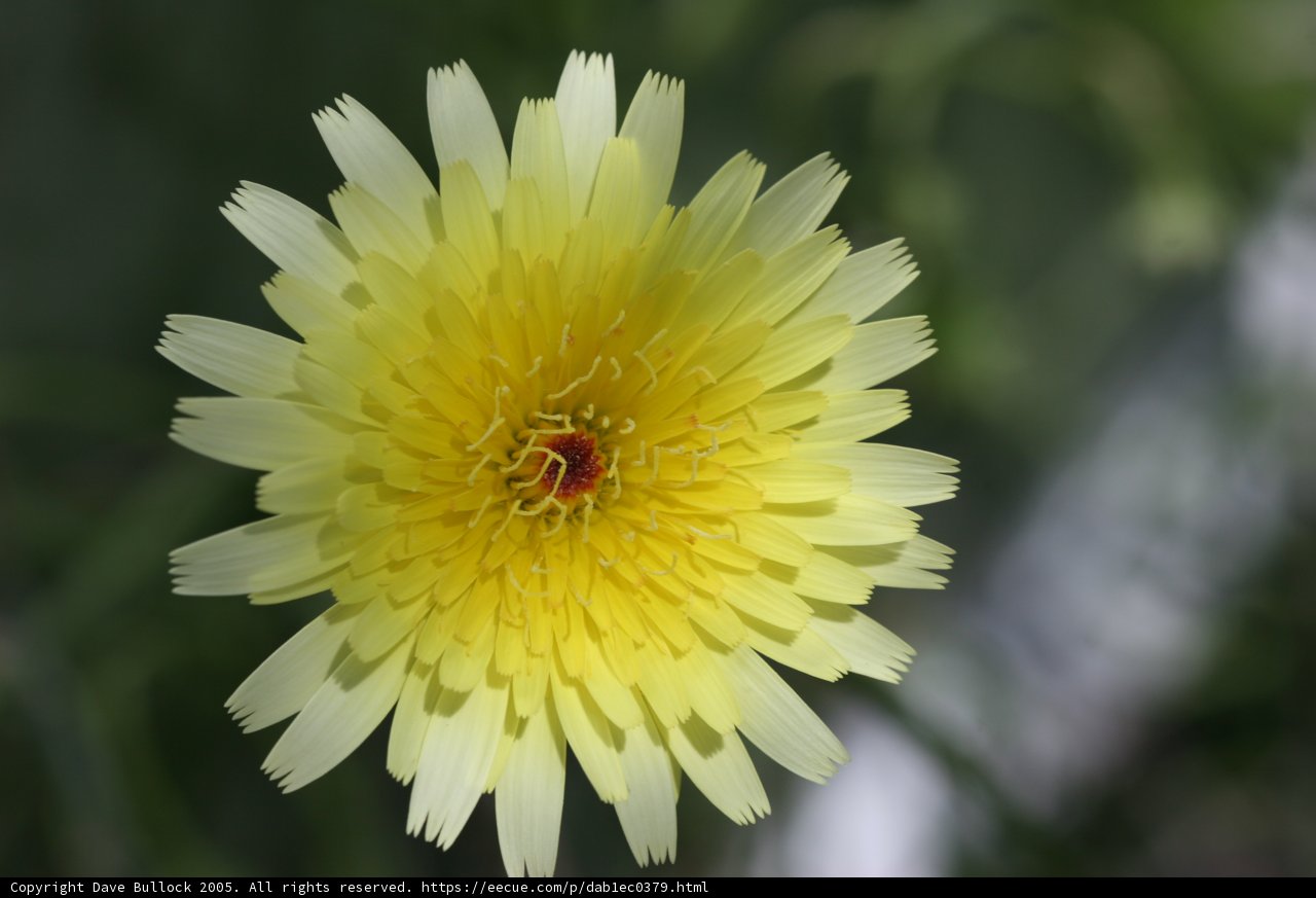 Sunny Dandelion in the Field