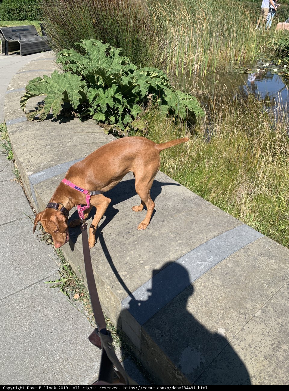 Herbal Walk with Vizsla