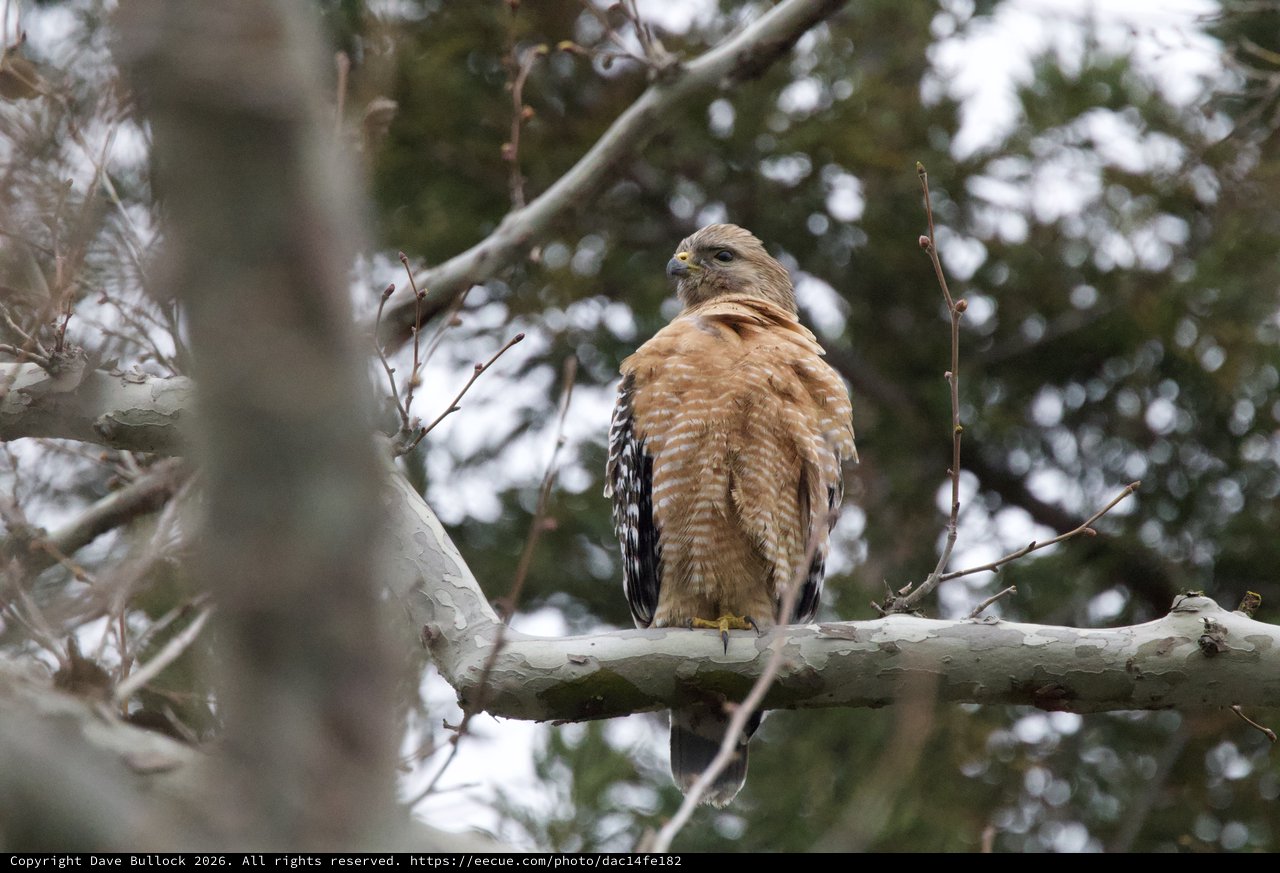 Red-Shouldered Hawk Perched in Winter Trees