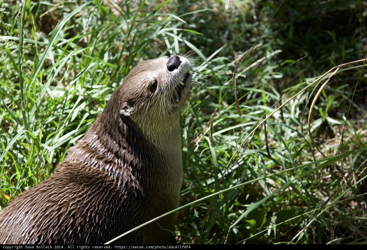 Curious Otter in the Wild