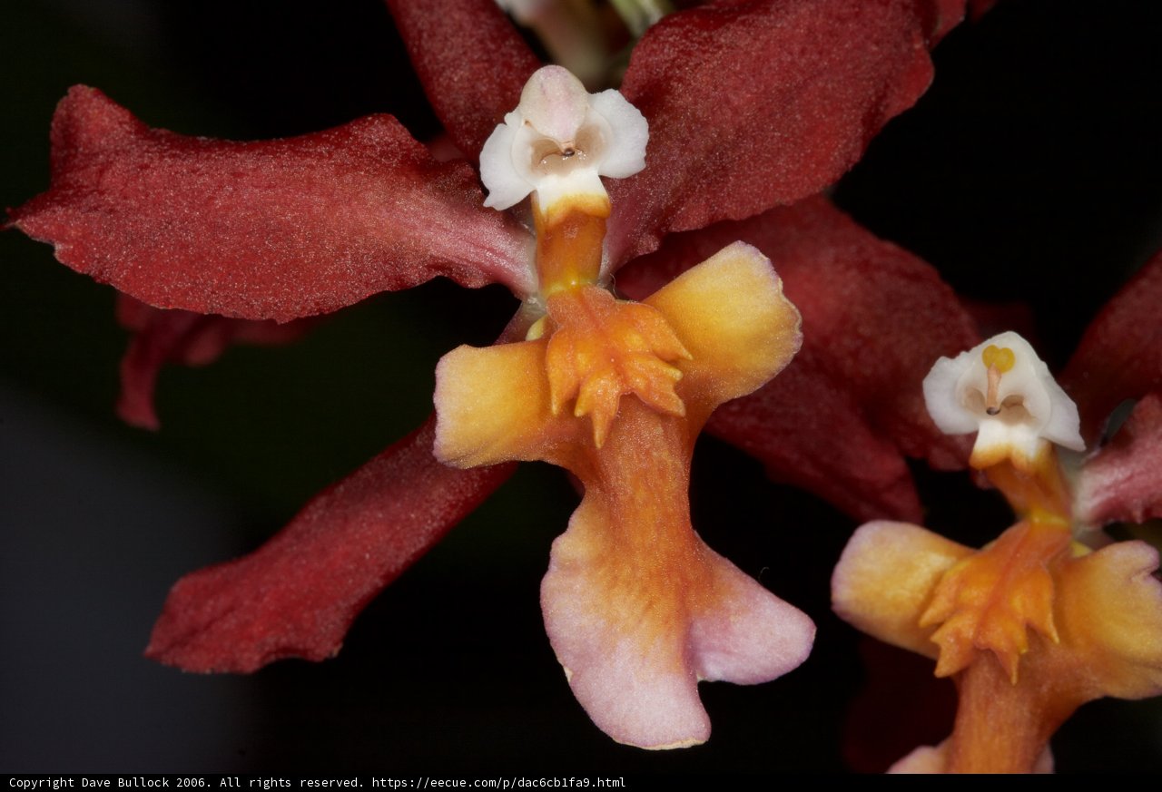 Orchids in Intimate Conversation