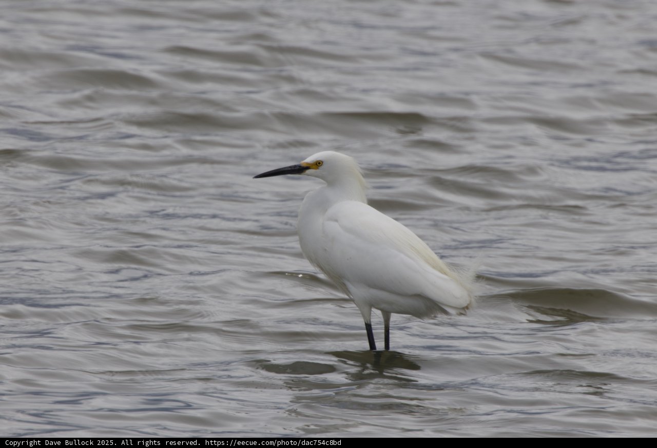 Graceful Sentinel of the Refuge