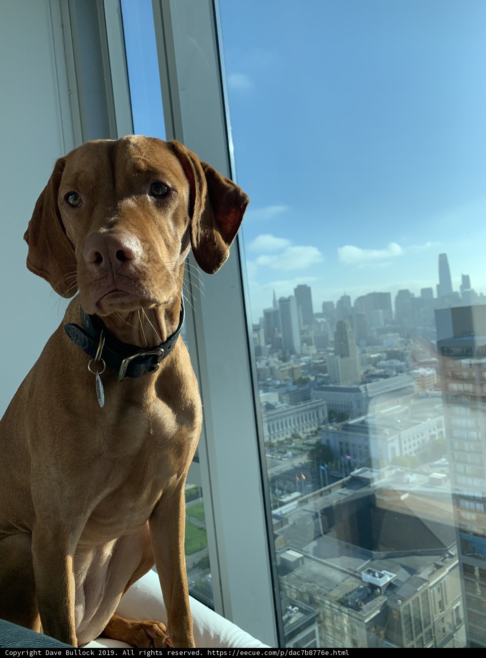 Urban Pupper Gazing Out