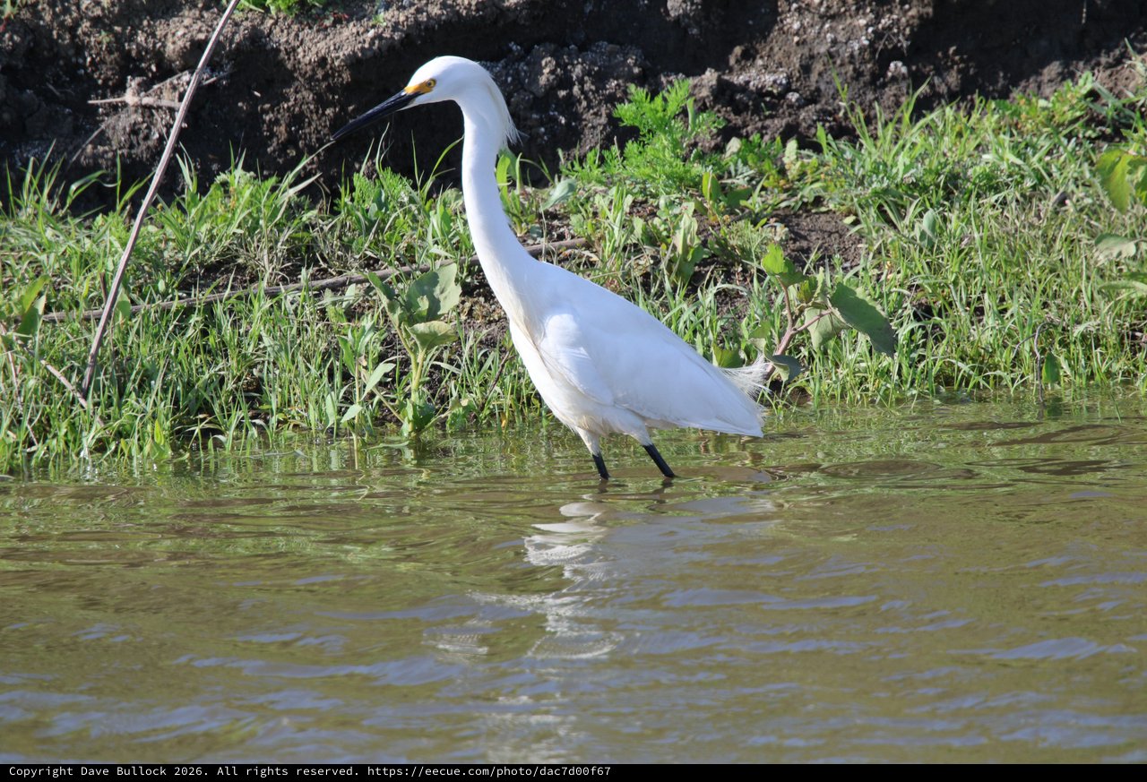Snowy Egret Wading in Shallow Wetland Waters