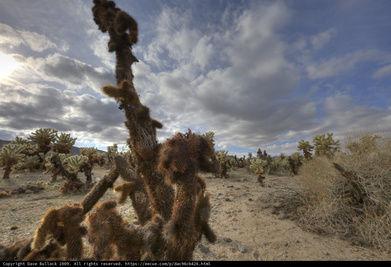 Majestic Tree in the Joshua Tree Wilderness