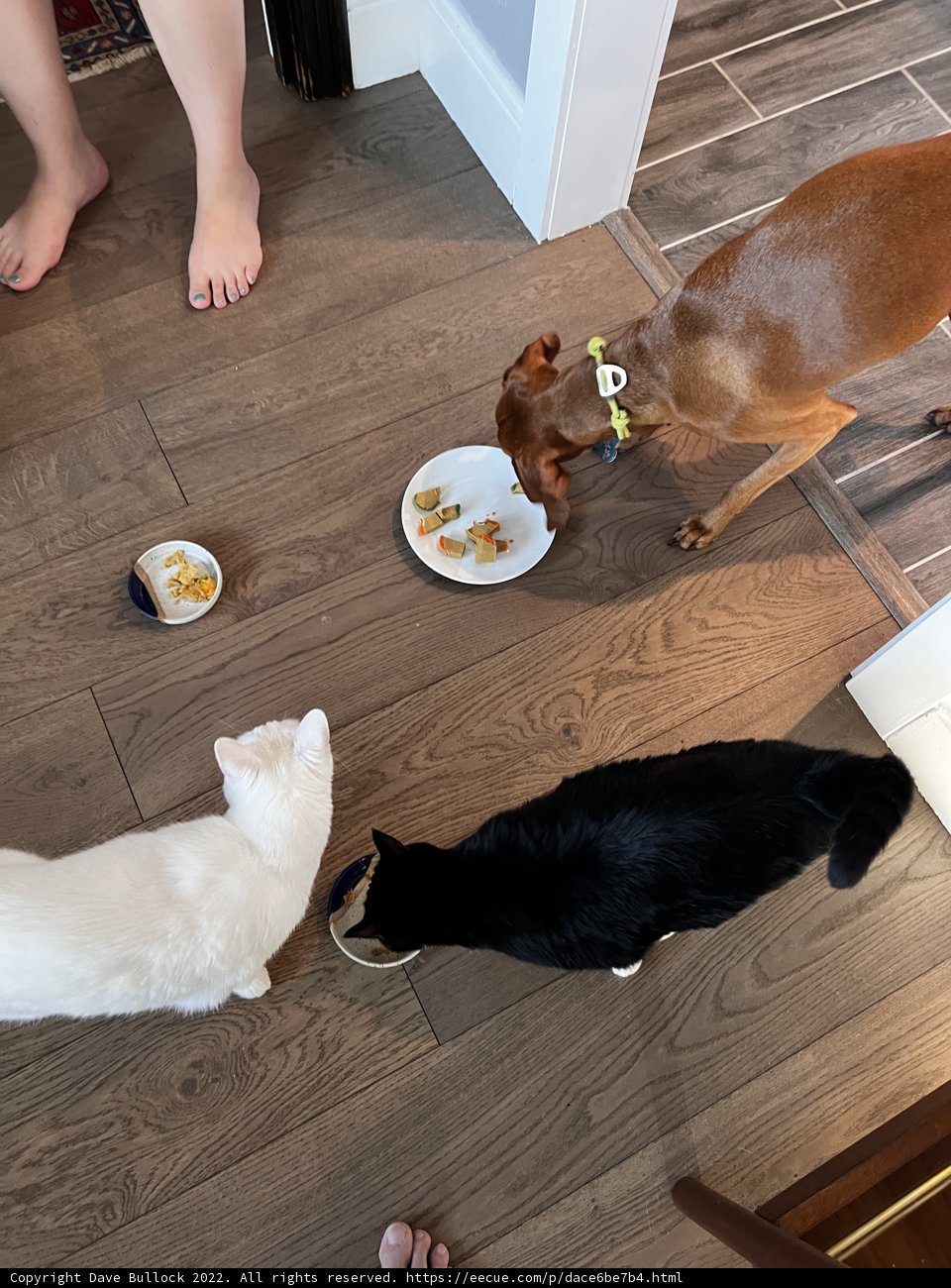 A Feast on Hardwood Floors