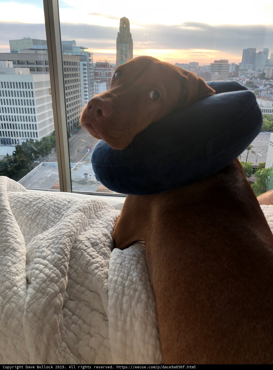 Cozy Canine on a High Rise Bed