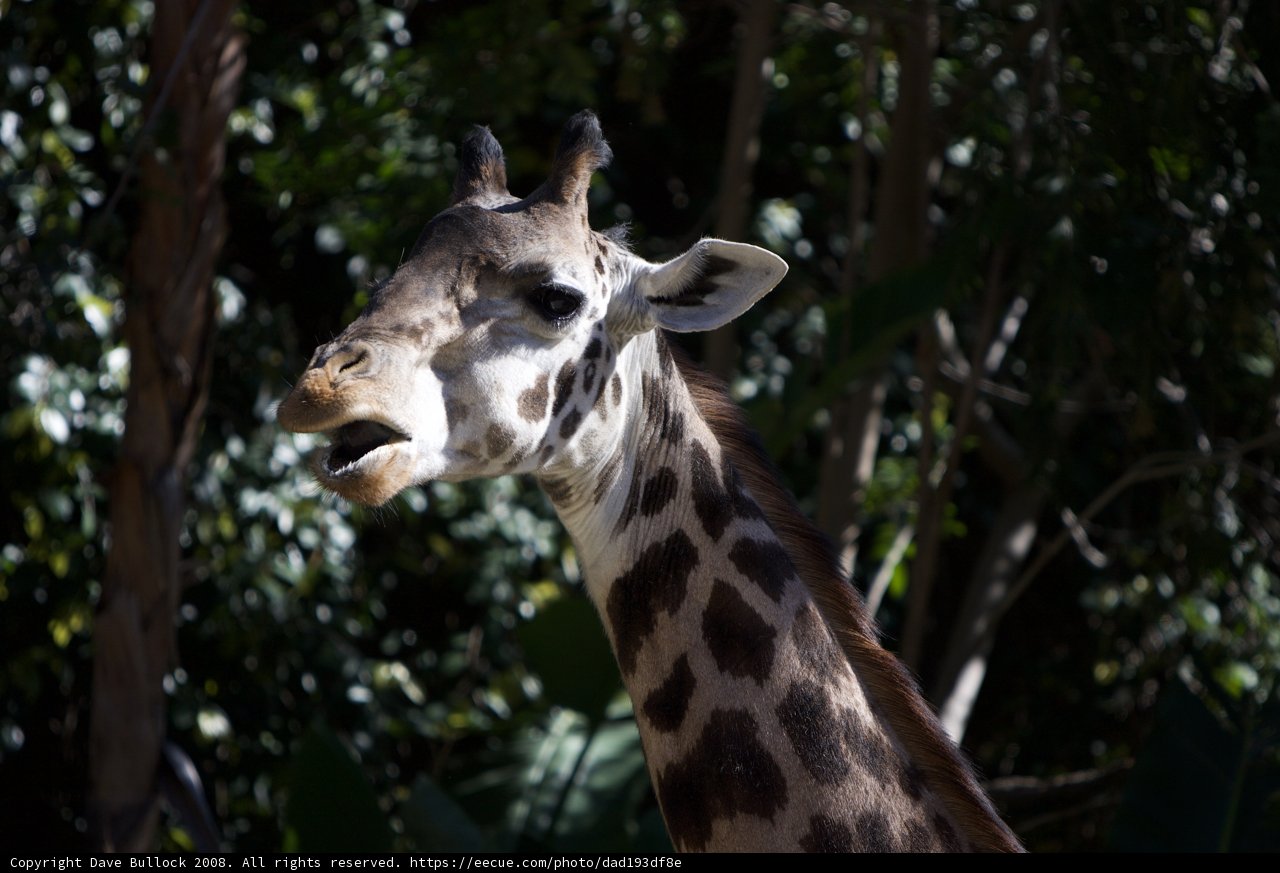Majestic Giraffe