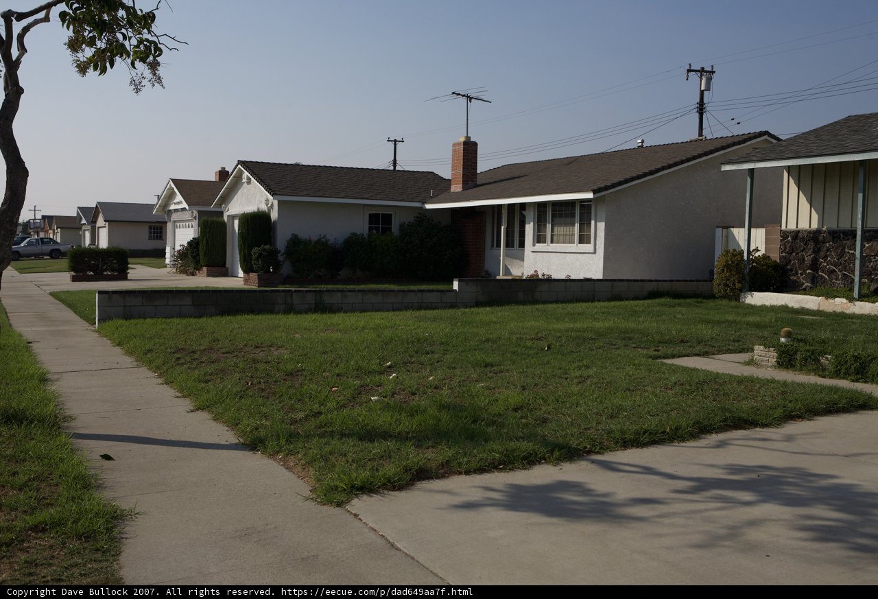 The Majestic Tree of the Suburbs