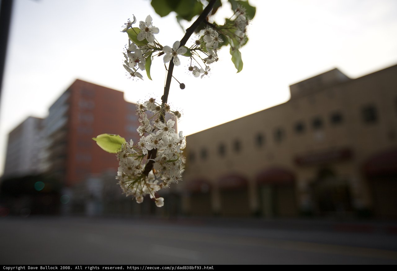 Blossoming Branch