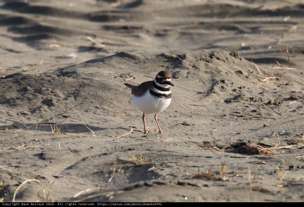 Killdeer Shorebird Standing on Sandy Beach