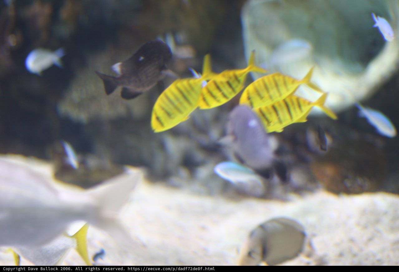 School of Aquatic Animals