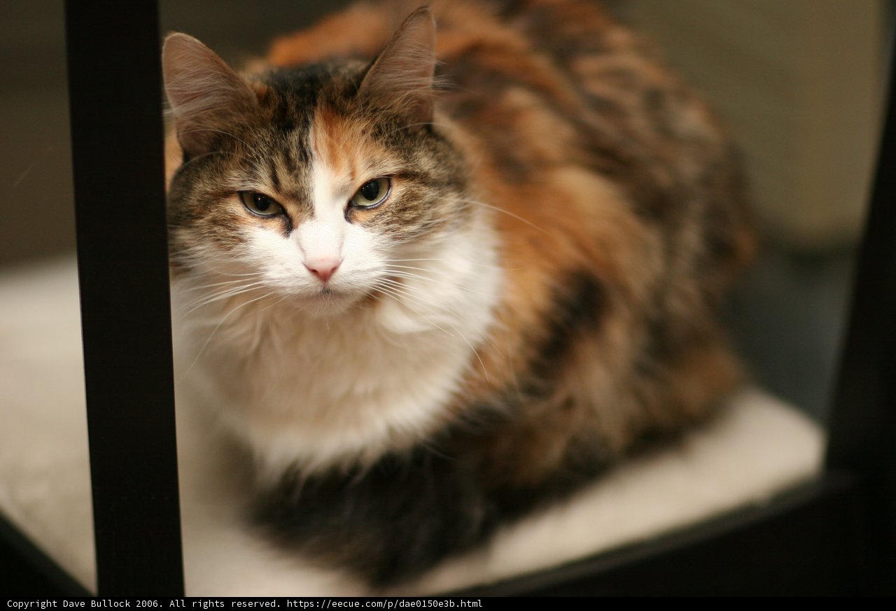 Comfortable Calico