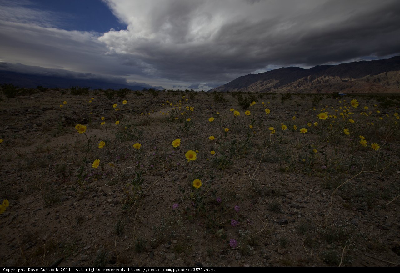 Desert Blooms in a Stormy Sky