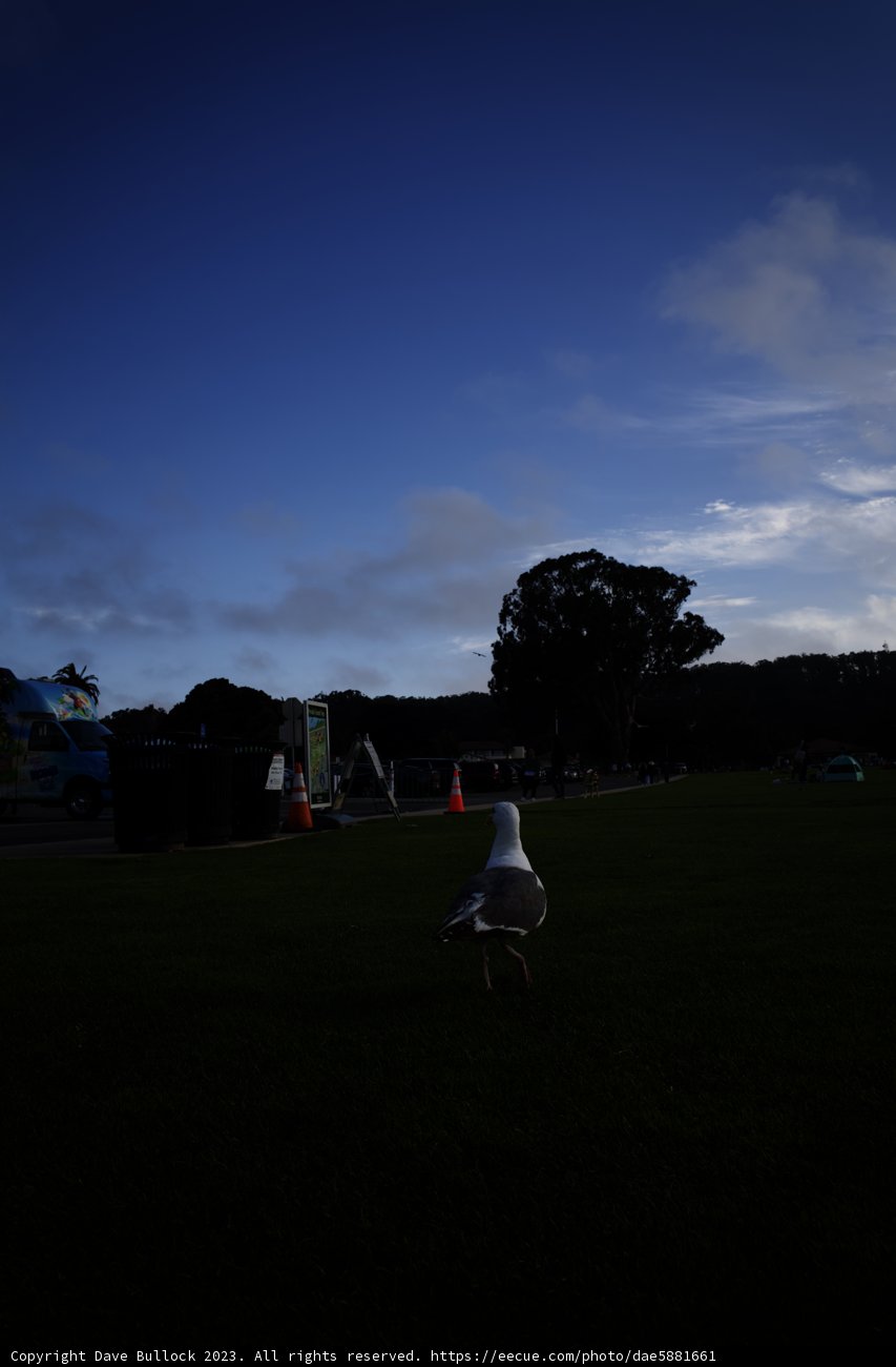 Sentinel of the Grassy Expanse