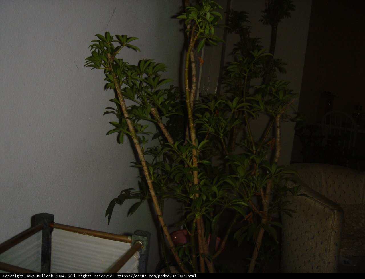 Chair Accompanied by Decorative Potted Plant