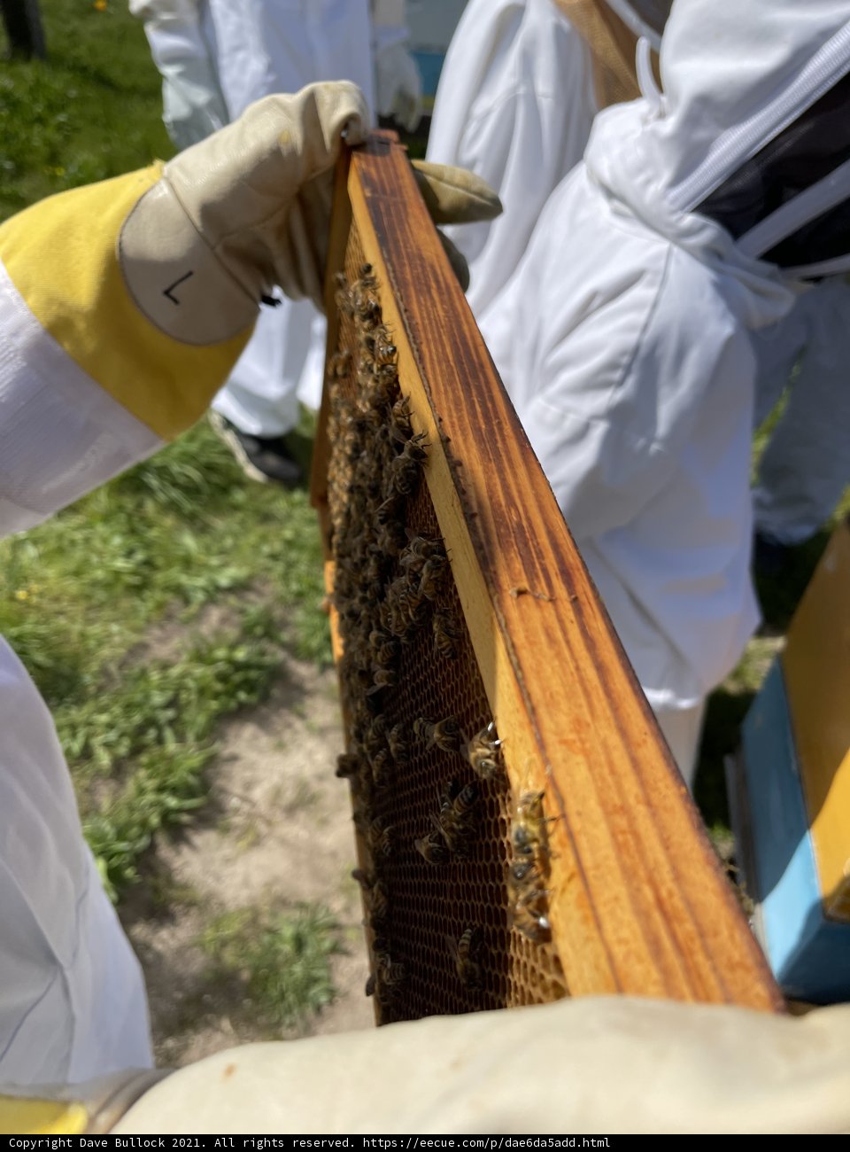Beekeeper in Action