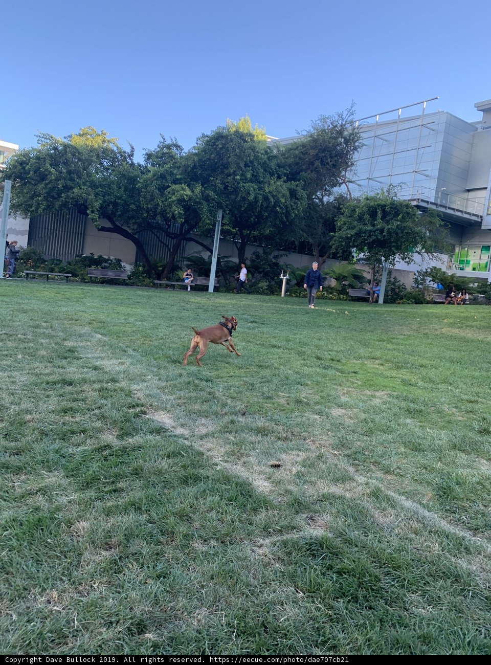 Running Free in the Fields