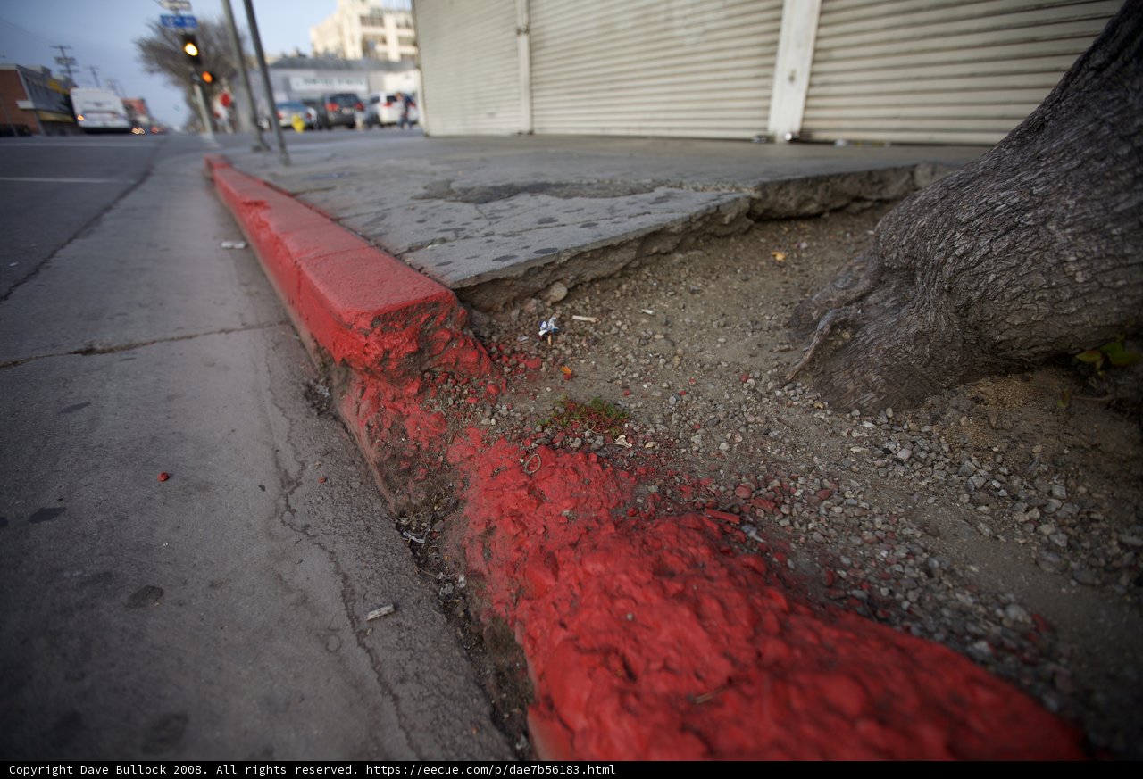 Vibrant curb and towering tree