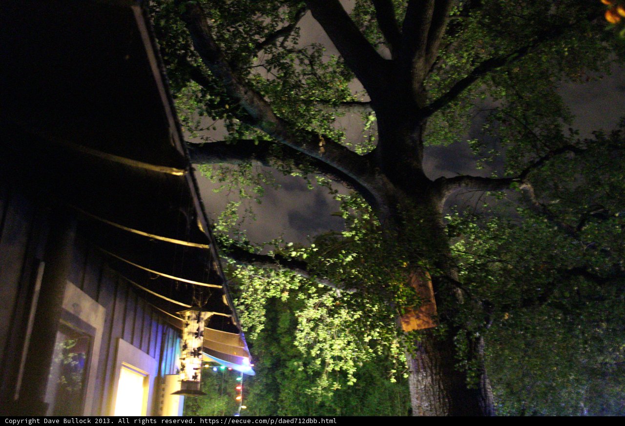 Majestic Tree In The Night Sky