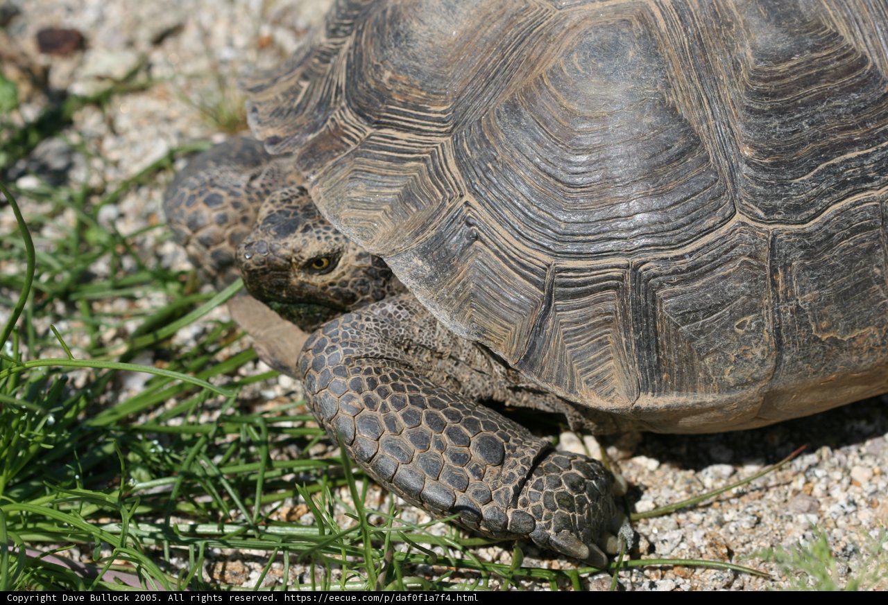 Slow and Steady Wins the Race