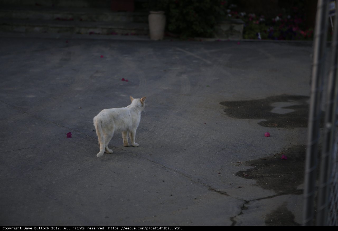 Prowling through the city streets