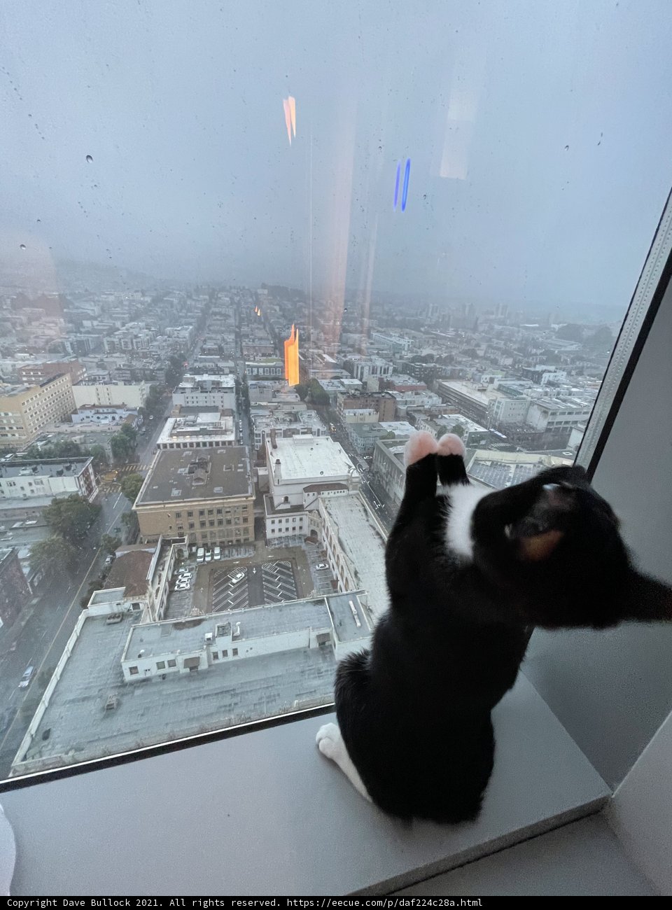 City Cat