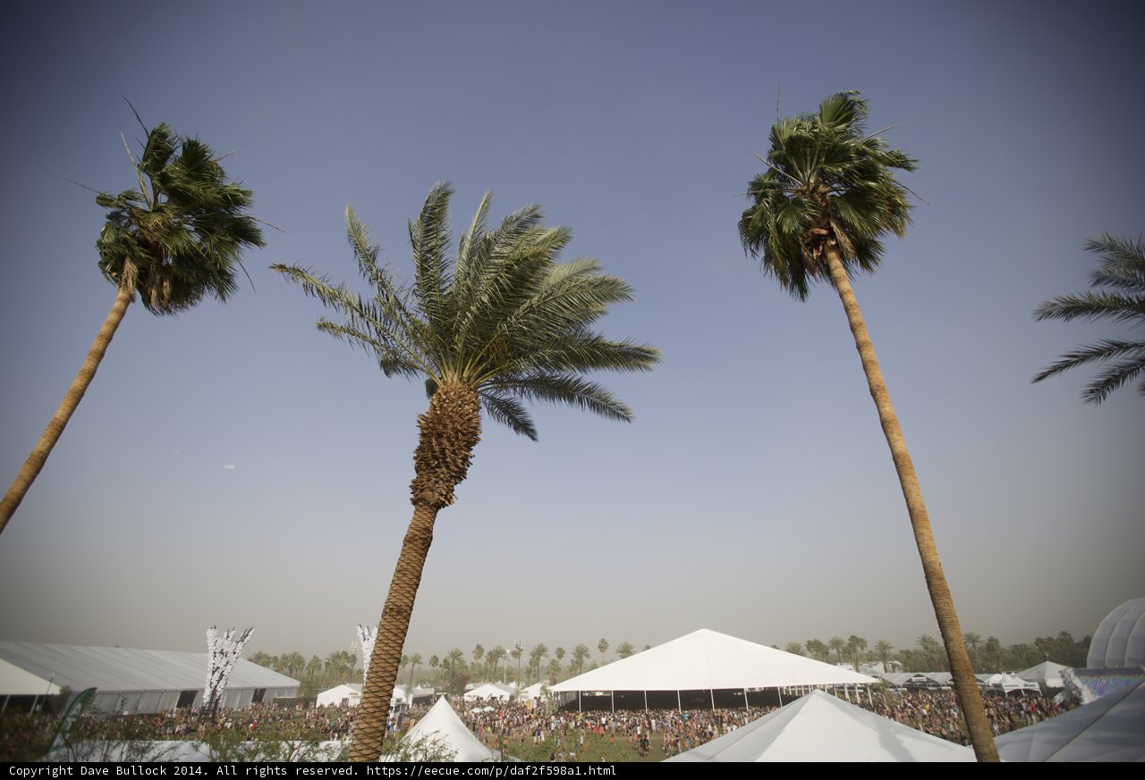 Palm Trees and Summer Vibes at Coachella