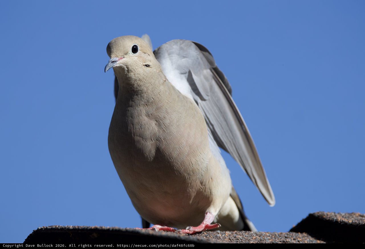 Eurasian Collared Dove Preening Wing Against Clear Sky