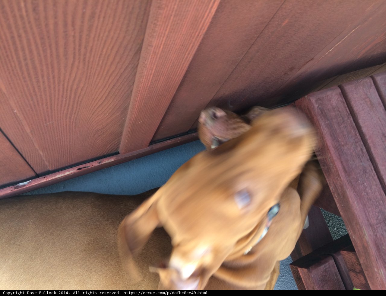 Playtime on Hardwood