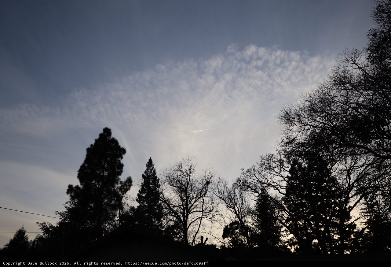 Silhouetted Trees Against Evening Sky with Clouds
