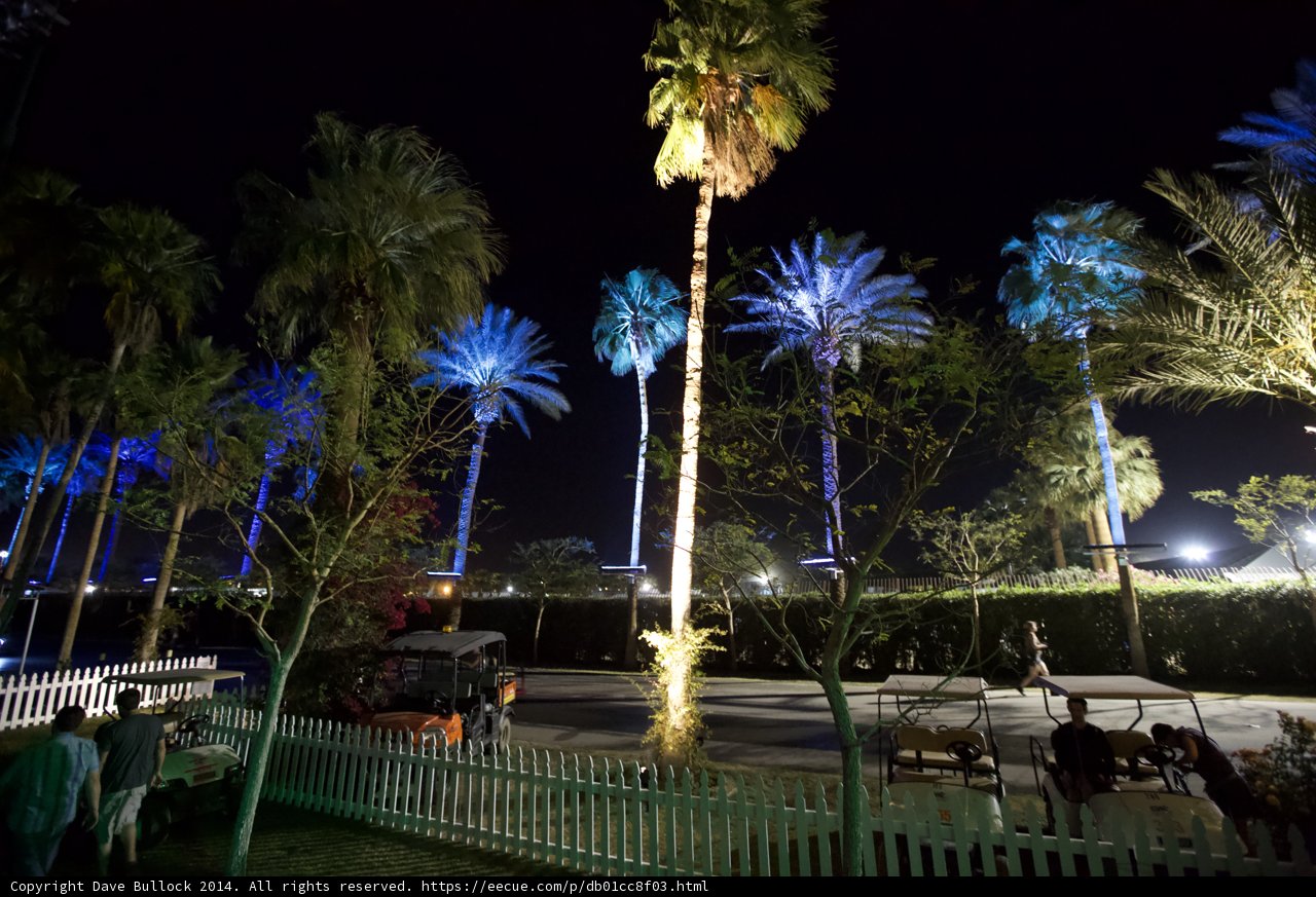 Illuminated Palm Tree