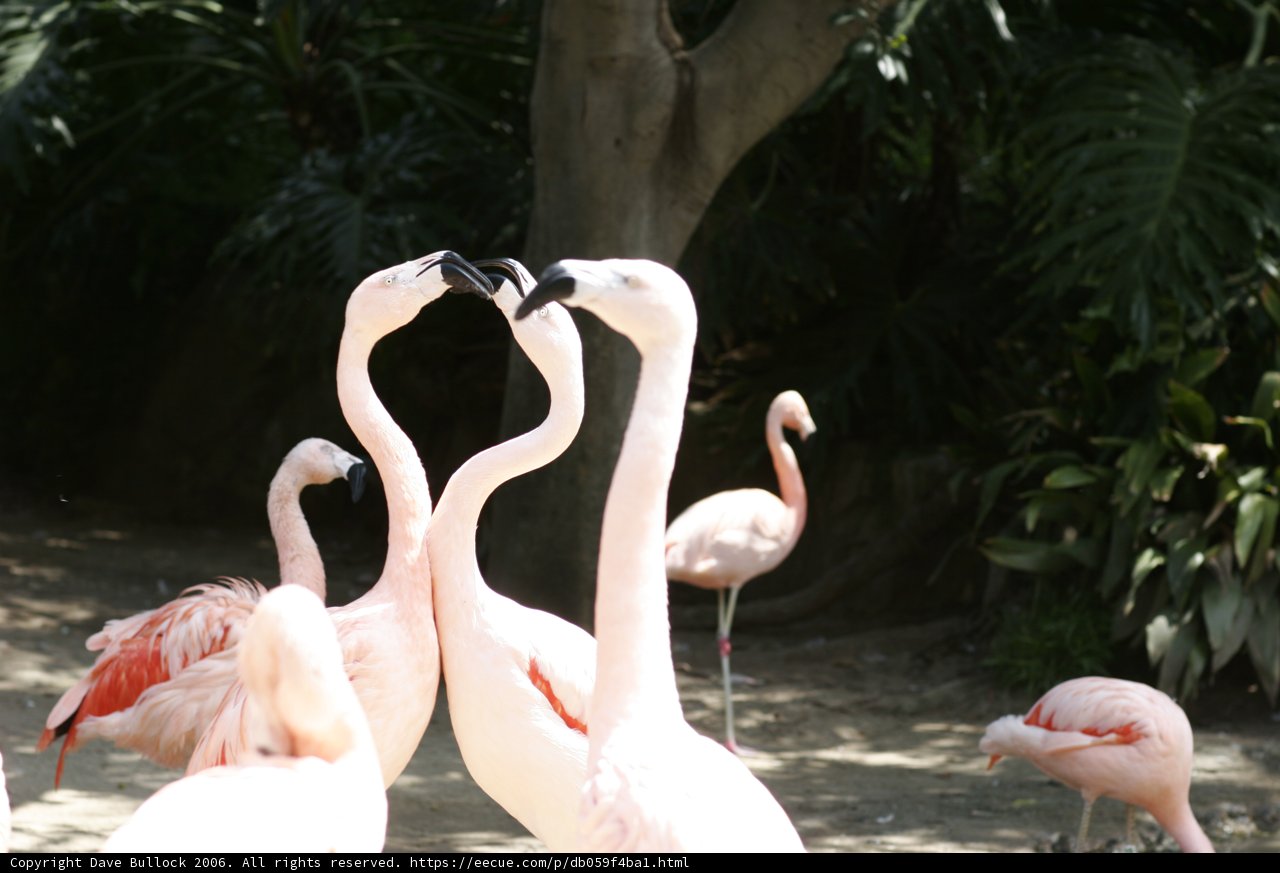 A Flock of Pink Feathers