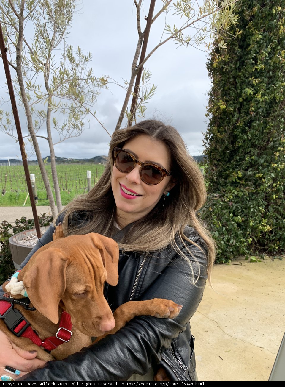 Sunny Day Stroll with My Pup