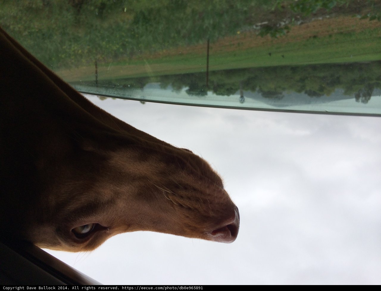Canine on a Safari
